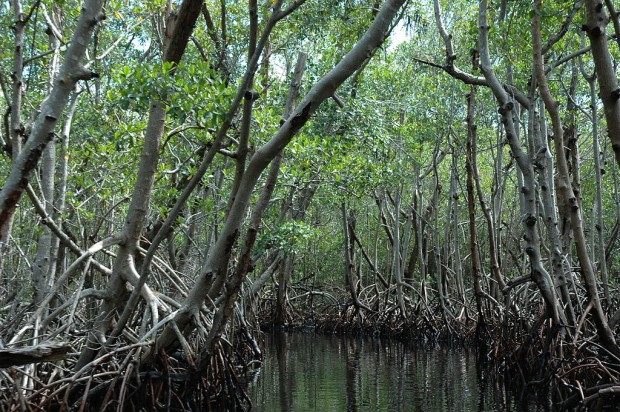 1024px-Mangrove_Everglades